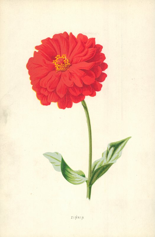 Zinya by Frederick Edward Hulme