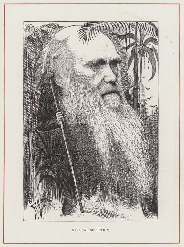 Charles Darwin, Doğal Seleksiyon by Frederick Waddy