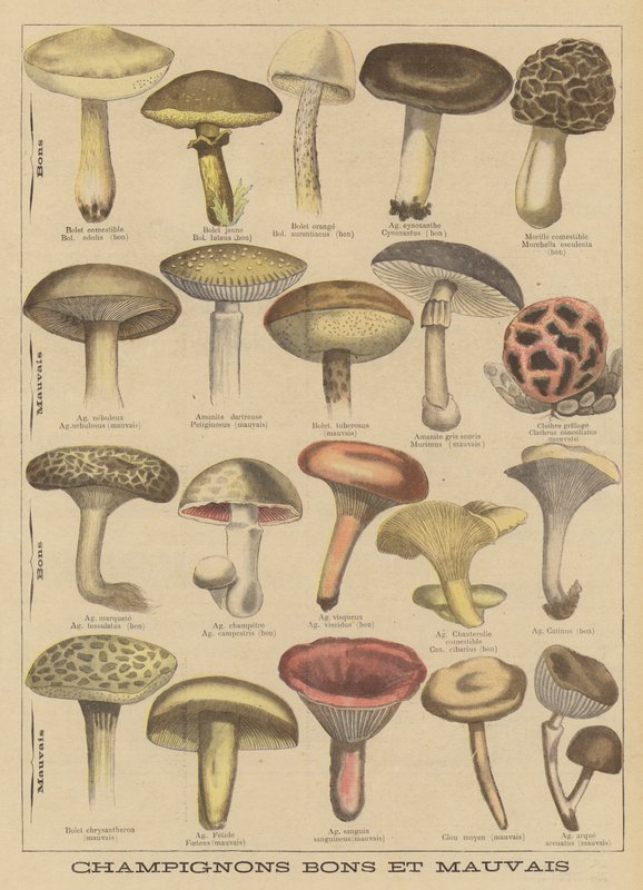 Yenilebilir ve zehirli mantarlar by French School