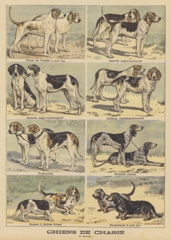 av köpekleri by French School