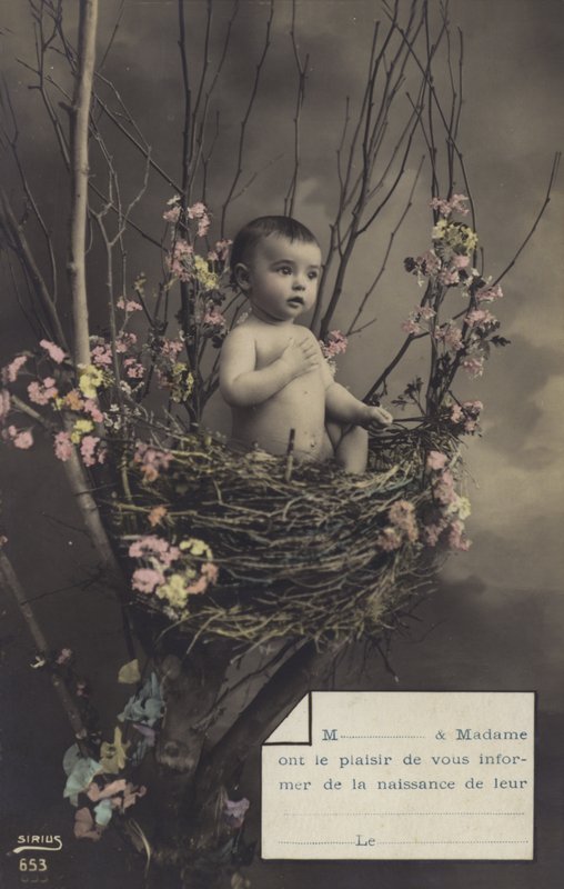 Bebek bir yuvada by French Photographer