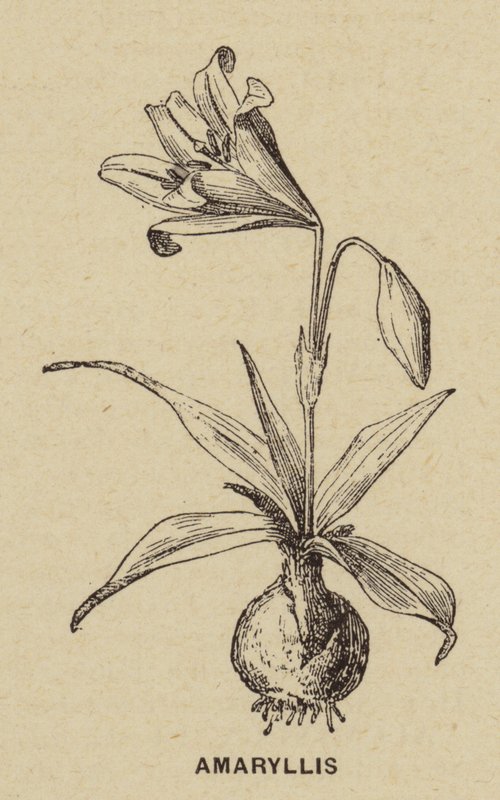 Amaryllis (gravür) by French School