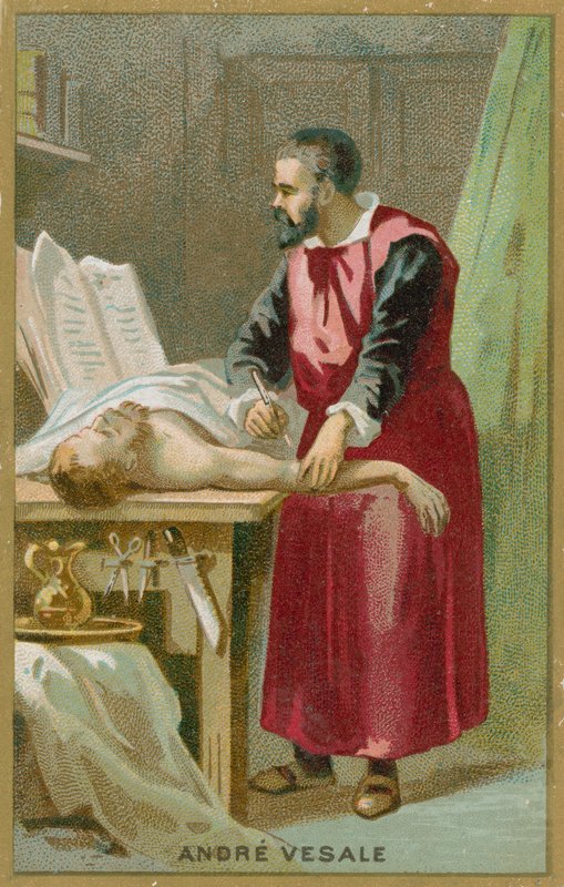 Andreas Vesalius by French School