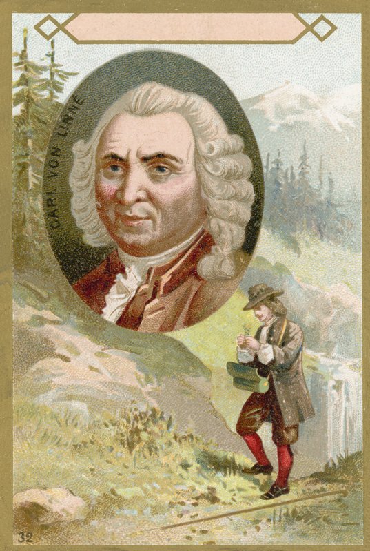 Carl Linnaeus, İsveçli botanikçi ve zoolog by French School