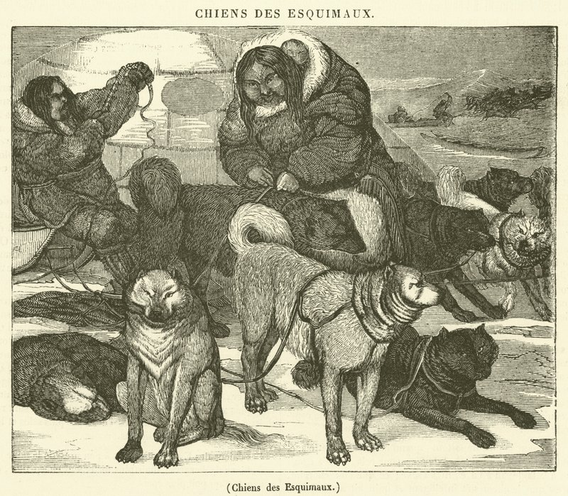 Eskimoların Köpekleri (gravür) by French School