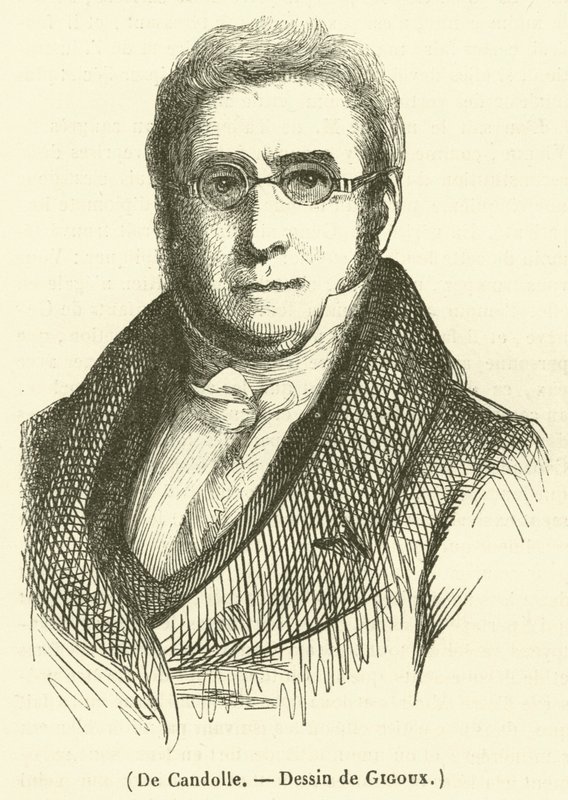 De Candolle (gravür) by French School