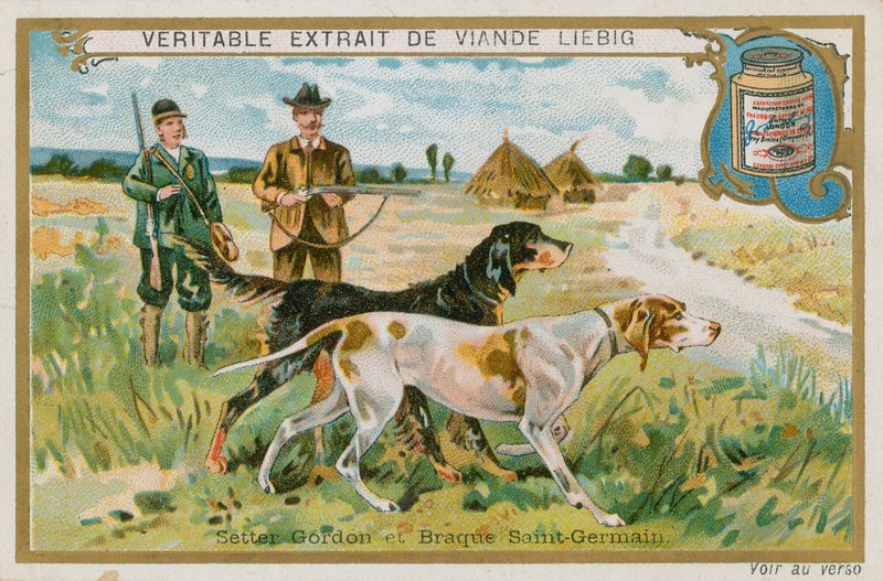 Gordon Setter ve Braque St Germain by French School