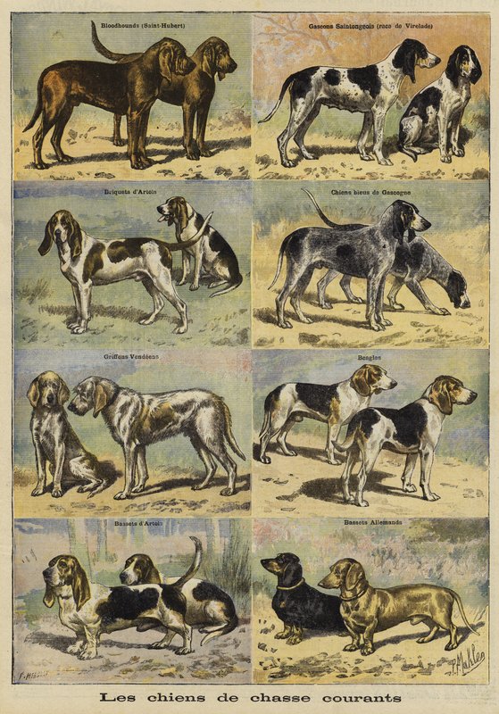 Silah köpekler by French School