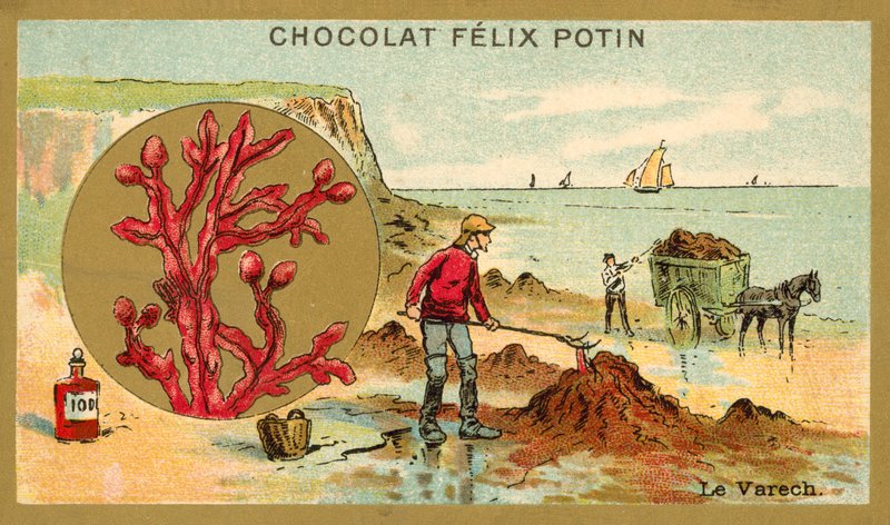 Kelp (kromolitho) by French School