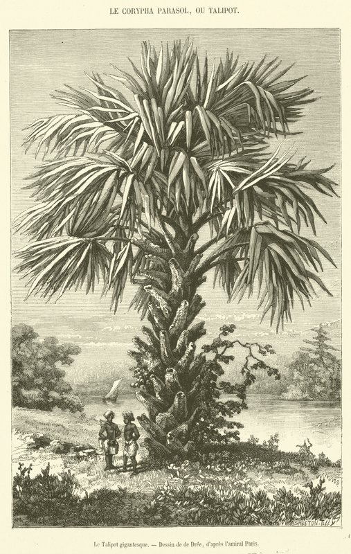 Dev Talipot (gravür) by French School