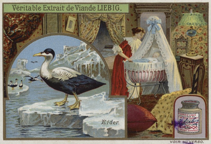 Bir eider içeren güzel kart by French School