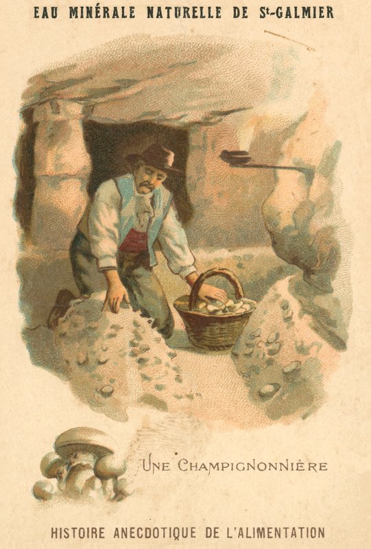 Mantar yetiştiricisi (chromolitho) by French School