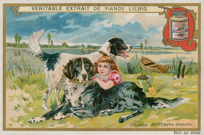Newfoundland köpekleri by French School