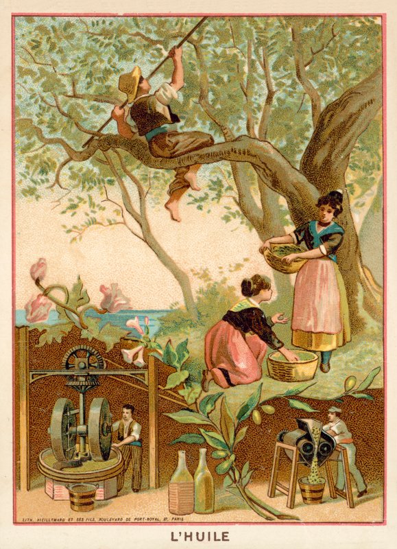 Zeytin yağı by French School