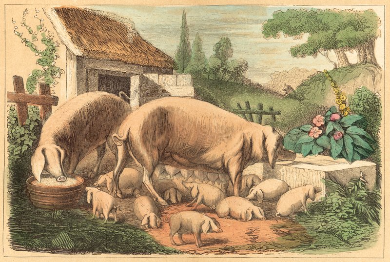Domuz (renkli gravür) by French School