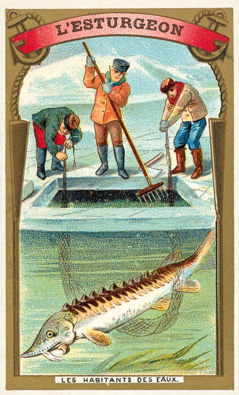 Mersin balığı (chromolitho) by French School