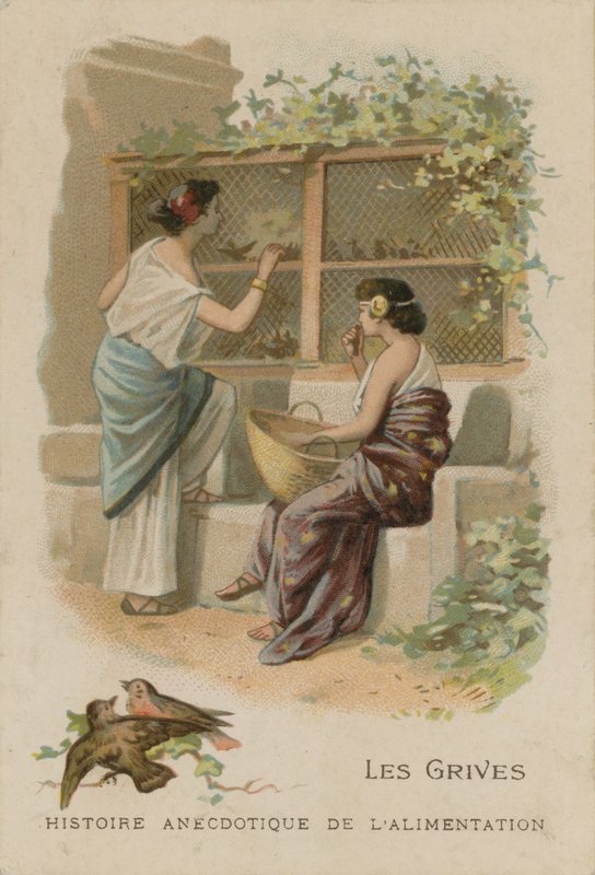 ardıçgiller by French School