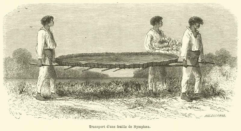 Nymphaea yaprağının taşınması (gravür) by French School