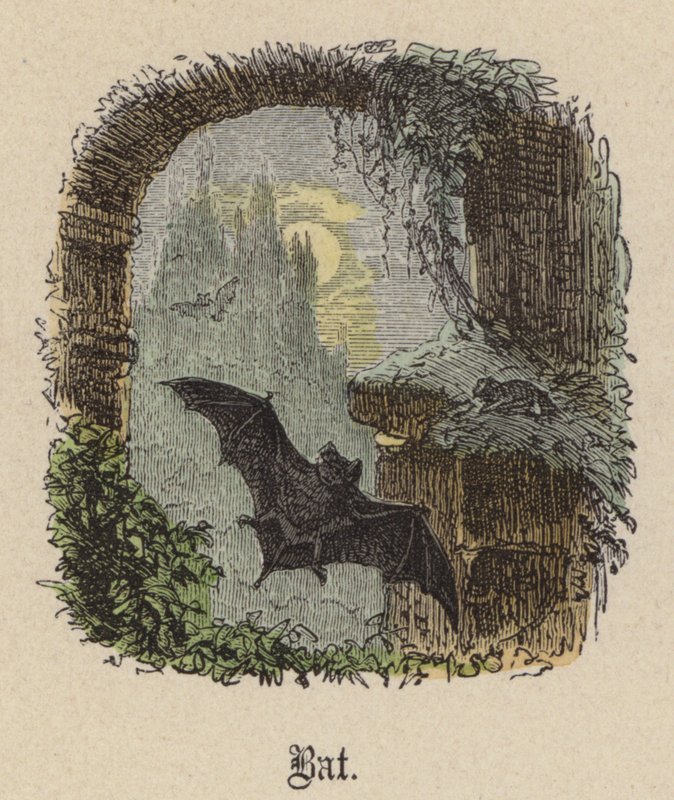 Yarasa (renkli gravür) by Friedrich Specht