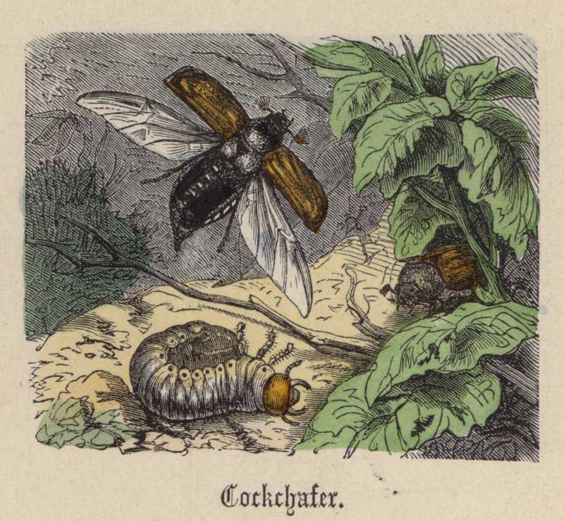 Cockchafer (renkli gravür) by Friedrich Specht