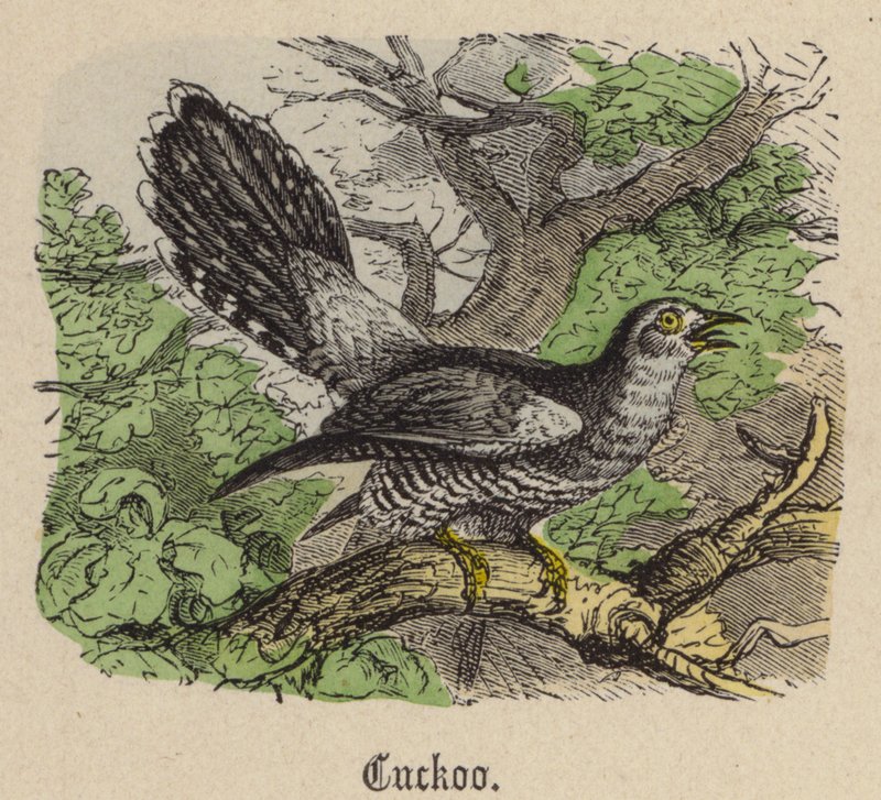 Guguk kuşu (renkli gravür) by Friedrich Specht