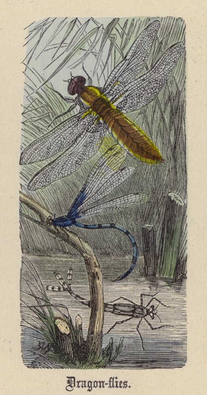 Yusufçuklar (renkli gravür) by Friedrich Specht