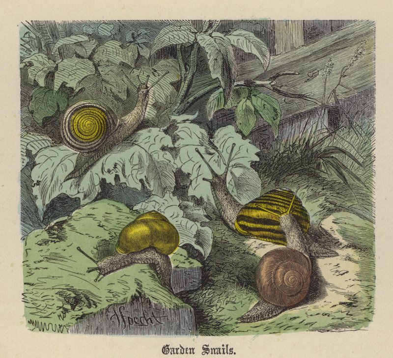 Bahçe Salyangozları (renkli gravür) by Friedrich Specht