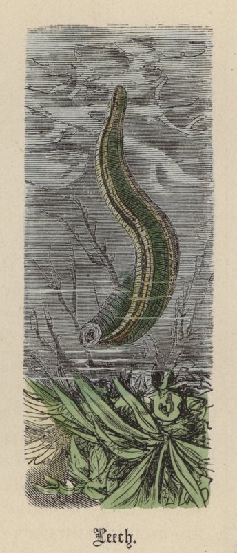Sülük (renkli gravür) by Friedrich Specht