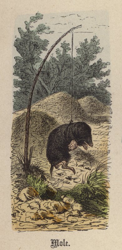 Köstebek (renkli gravür) by Friedrich Specht