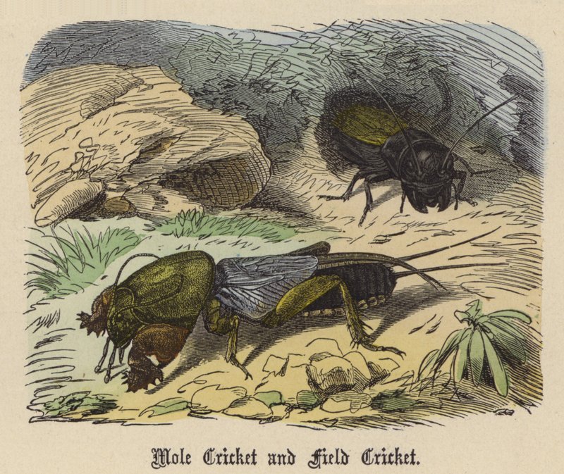 Köstebek Kriket ve Tarla Kriket (renkli gravür) by Friedrich Specht