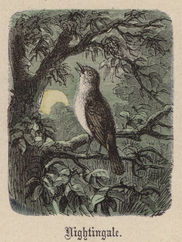 Bülbül (renkli gravür) by Friedrich Specht
