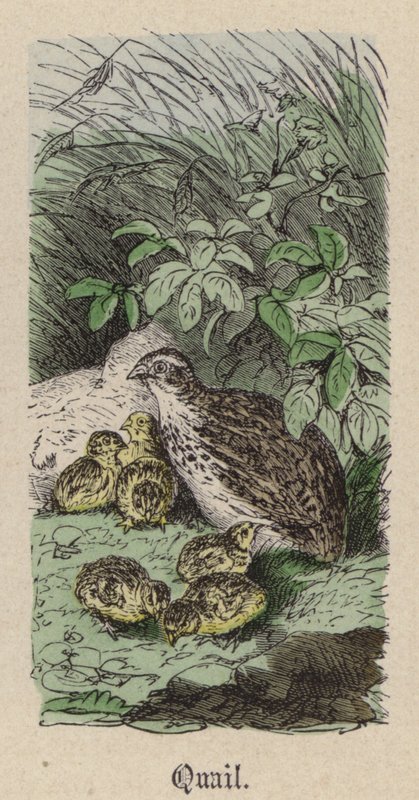Bıldırcın (renkli gravür) by Friedrich Specht