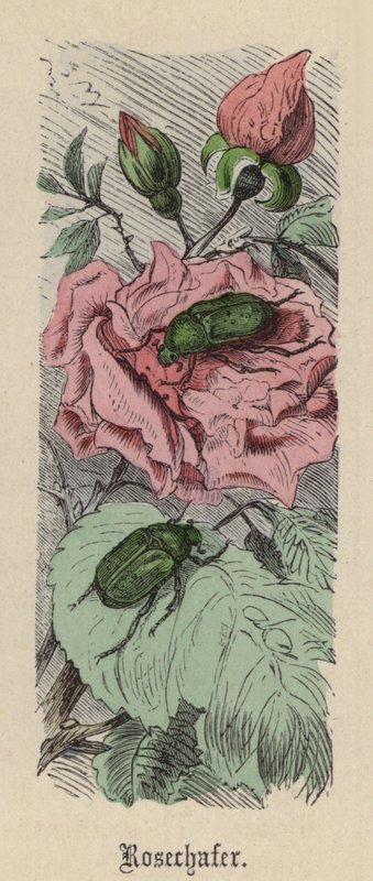 Rosechafer (renkli gravür) by Friedrich Specht