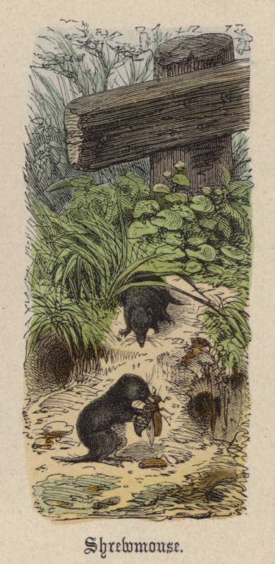 Shrewmouse (renkli gravür) by Friedrich Specht
