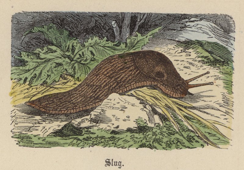 Slug (renkli gravür) by Friedrich Specht