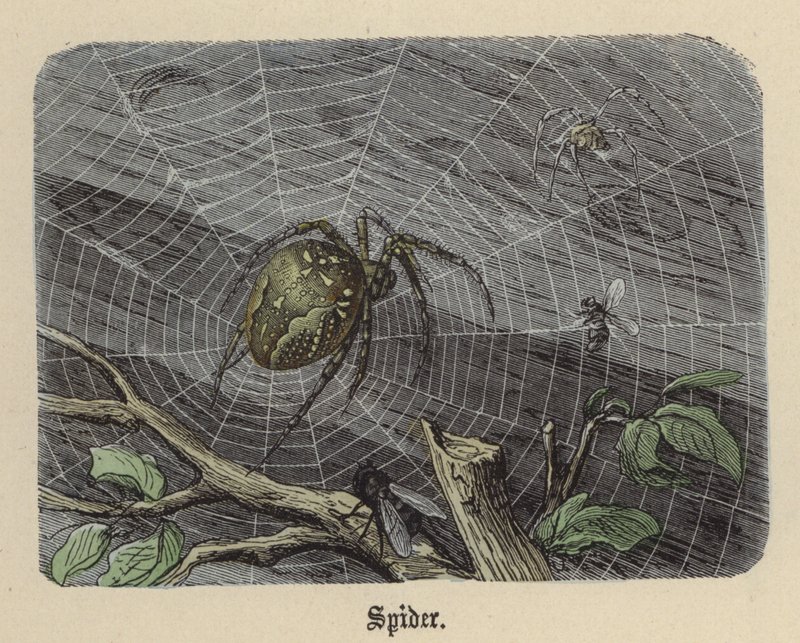 Örümcek (renkli gravür) by Friedrich Specht