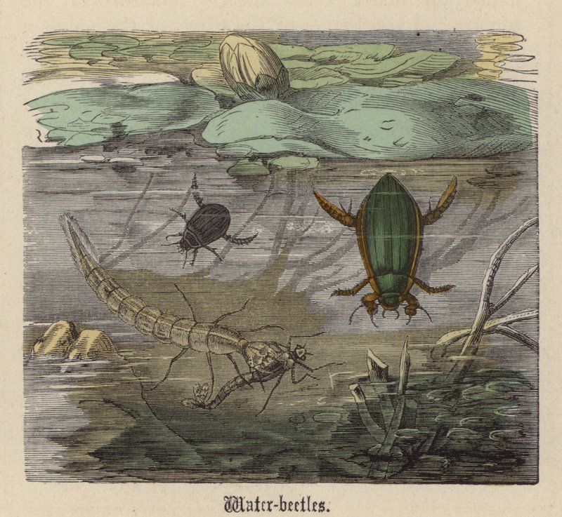 Su böcekleri (renkli gravür) by Friedrich Specht