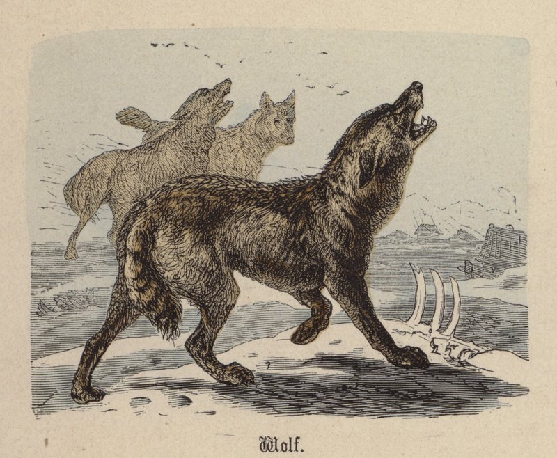 Kurt (renkli gravür) by Friedrich Specht