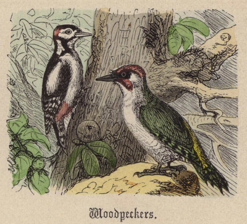 Ağaçkakanlar (renkli gravür) by Friedrich Specht