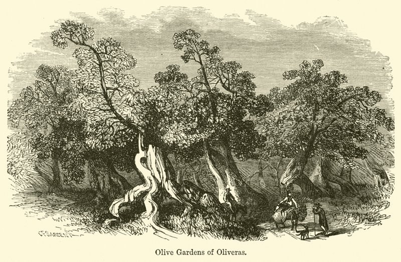 Oliveras