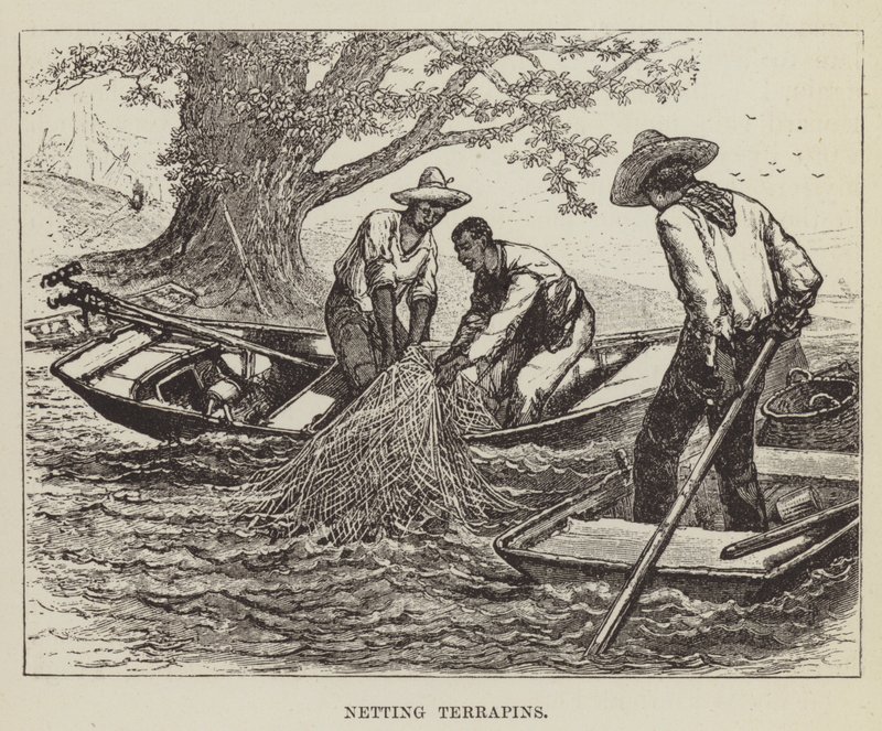 Ağ Terrapinleri by George Augustus Sala