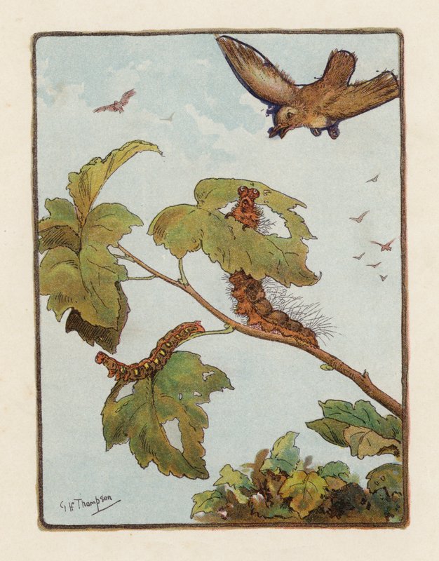 Tırtıl (renkli litho) by George Henry Thompson