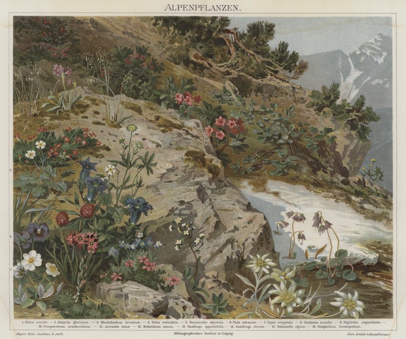 Alp bitkileri by German School