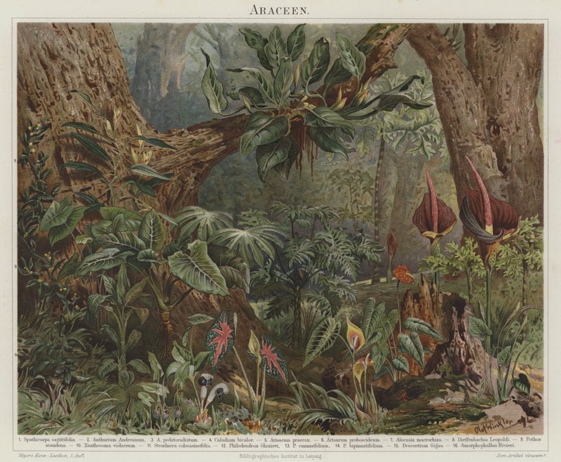 Araceae by German School
