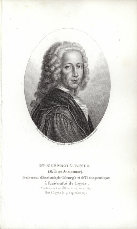 Bernhard Siegfried Albinus by German School