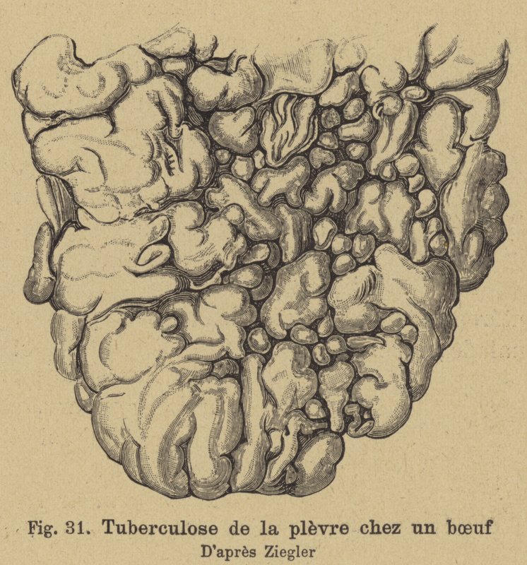 sığır tüberkülozu by German School