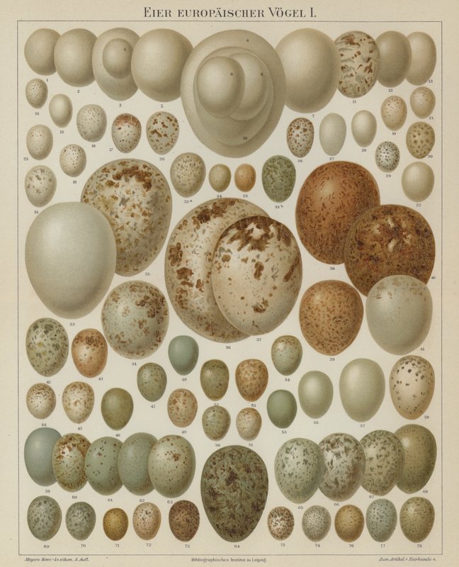 Avrupa kuşlarının yumurtaları (renkli litho) by German School