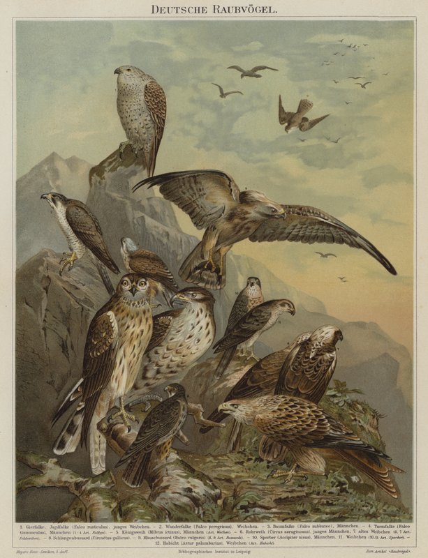 Alman yırtıcı kuşları (renkli litho) by German School