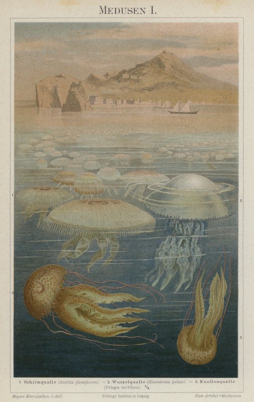 Deniz anası by German School