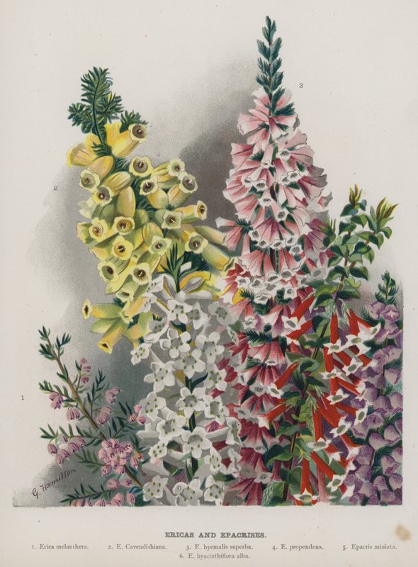 Exacum og Ixoras by Gertrude Hamilton